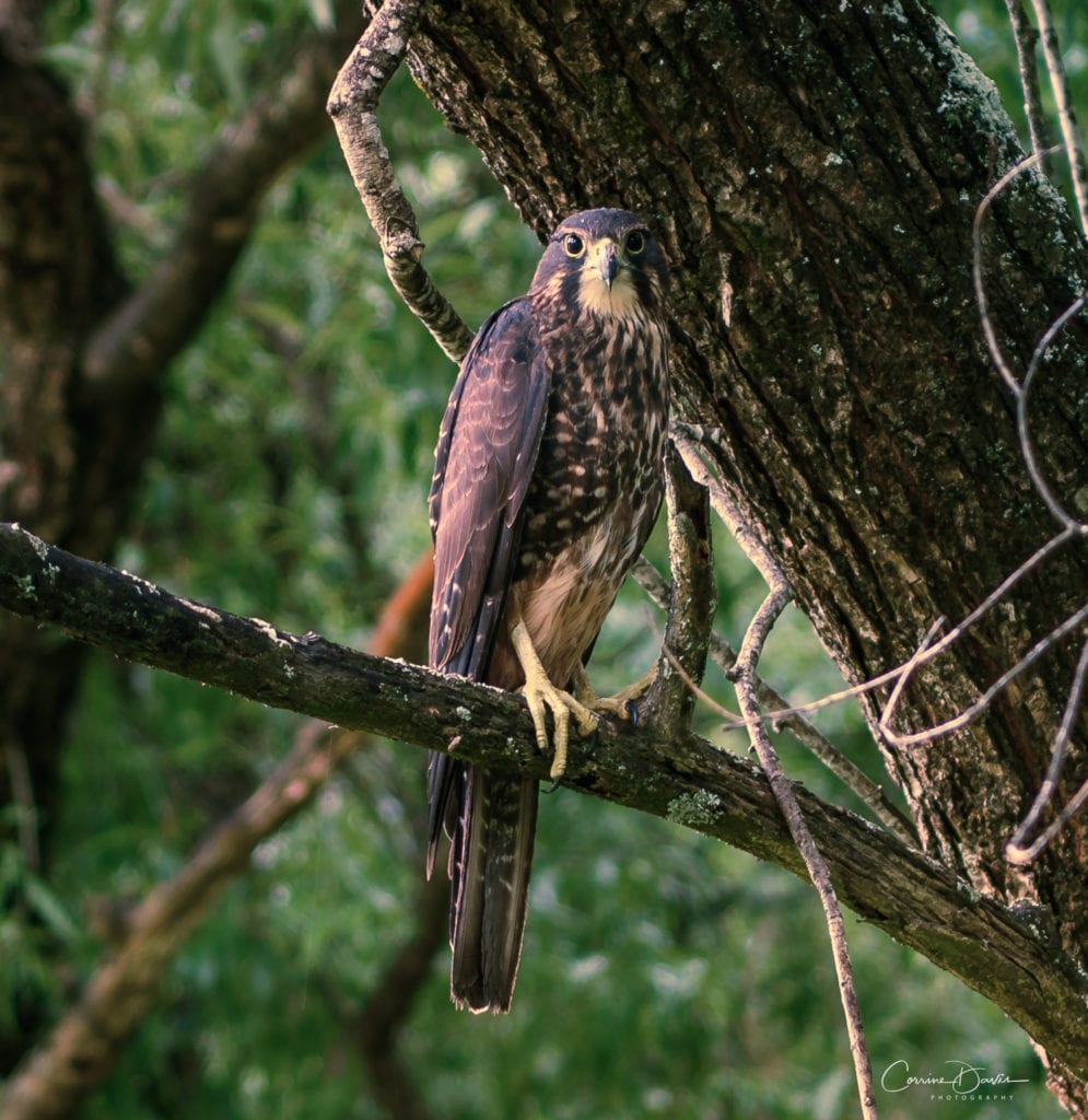 Perching Falcon