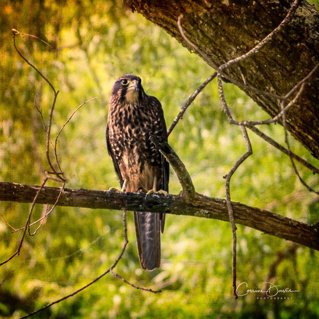 New Zealand native falcon Karearea