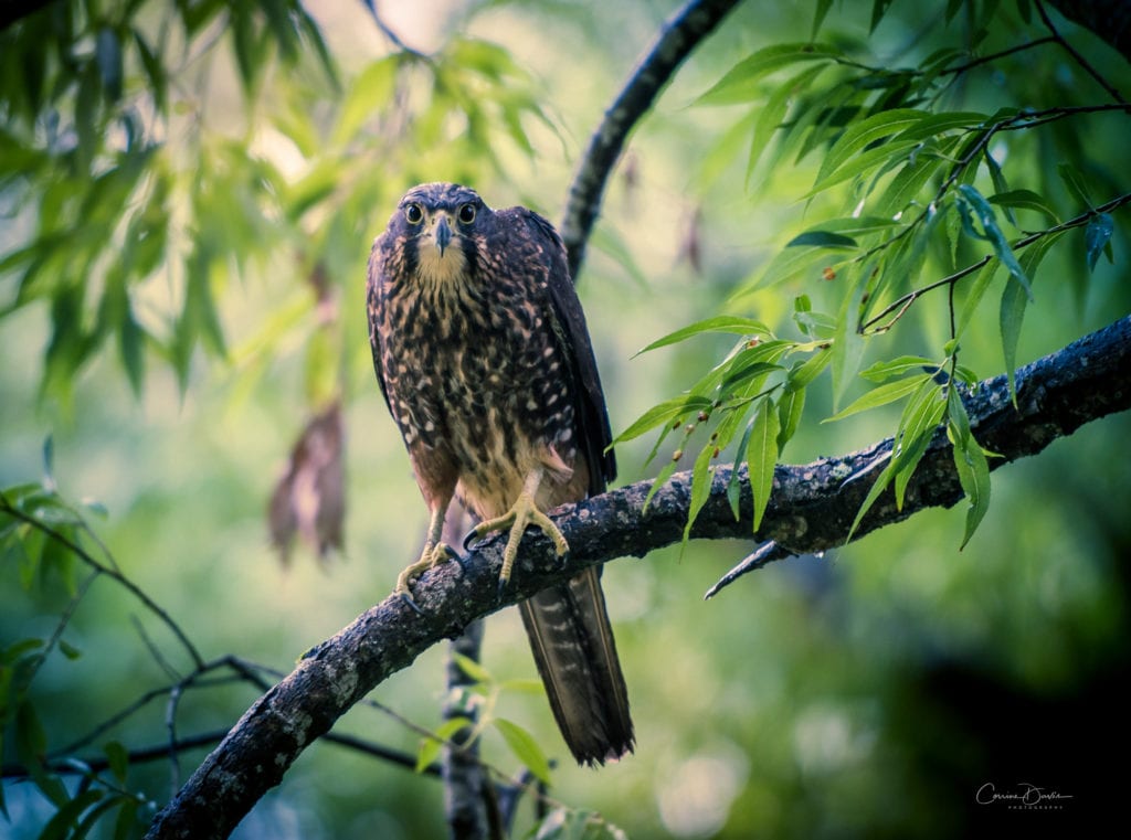 Falcon keeping watch