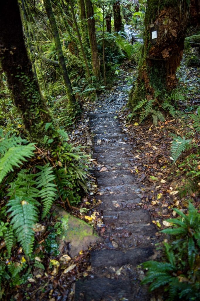 the track to Koropuku falls. Catlins