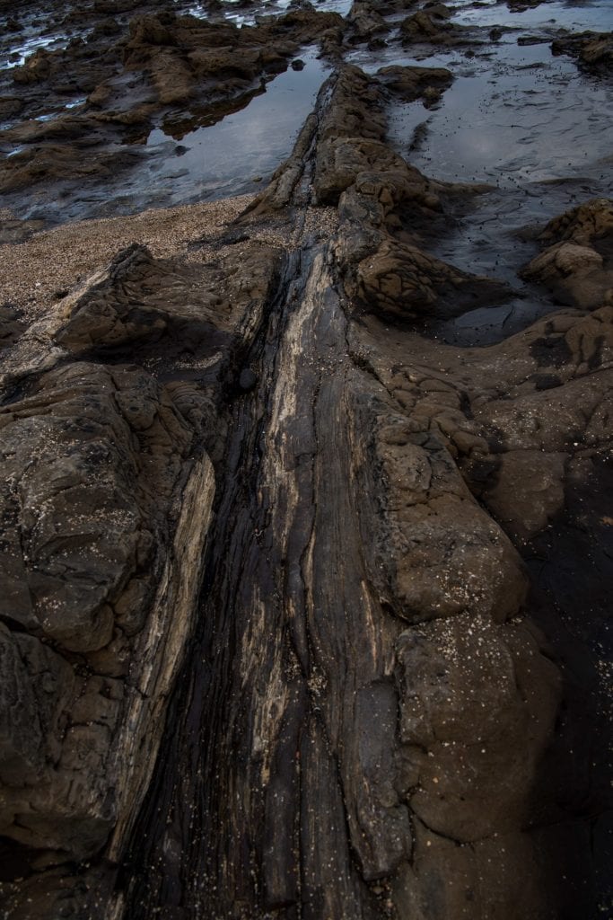 Petrified tree, Curio Bay, Catlins