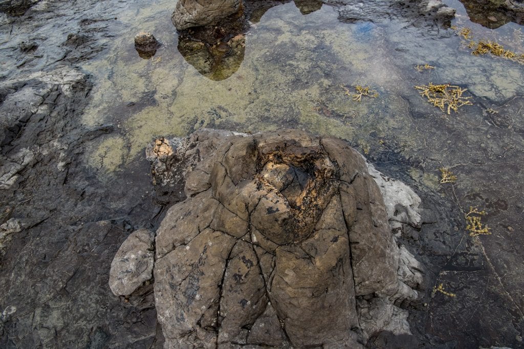 Petrified tree stump, Curio Bay, Catlins.