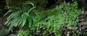 Forest and Fern 3