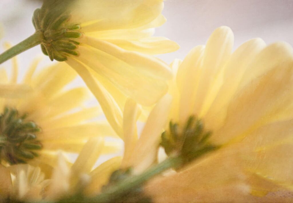 daisies adding colour with flowers artwork